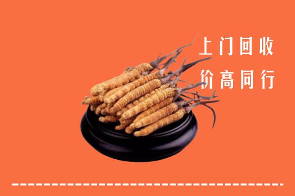 附近收购：苍梧县冬虫夏草回收多少钱每克